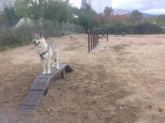 Magione sempre più animal friendly, il Dog Park è realtà